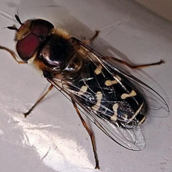 Scaeva pyrastri